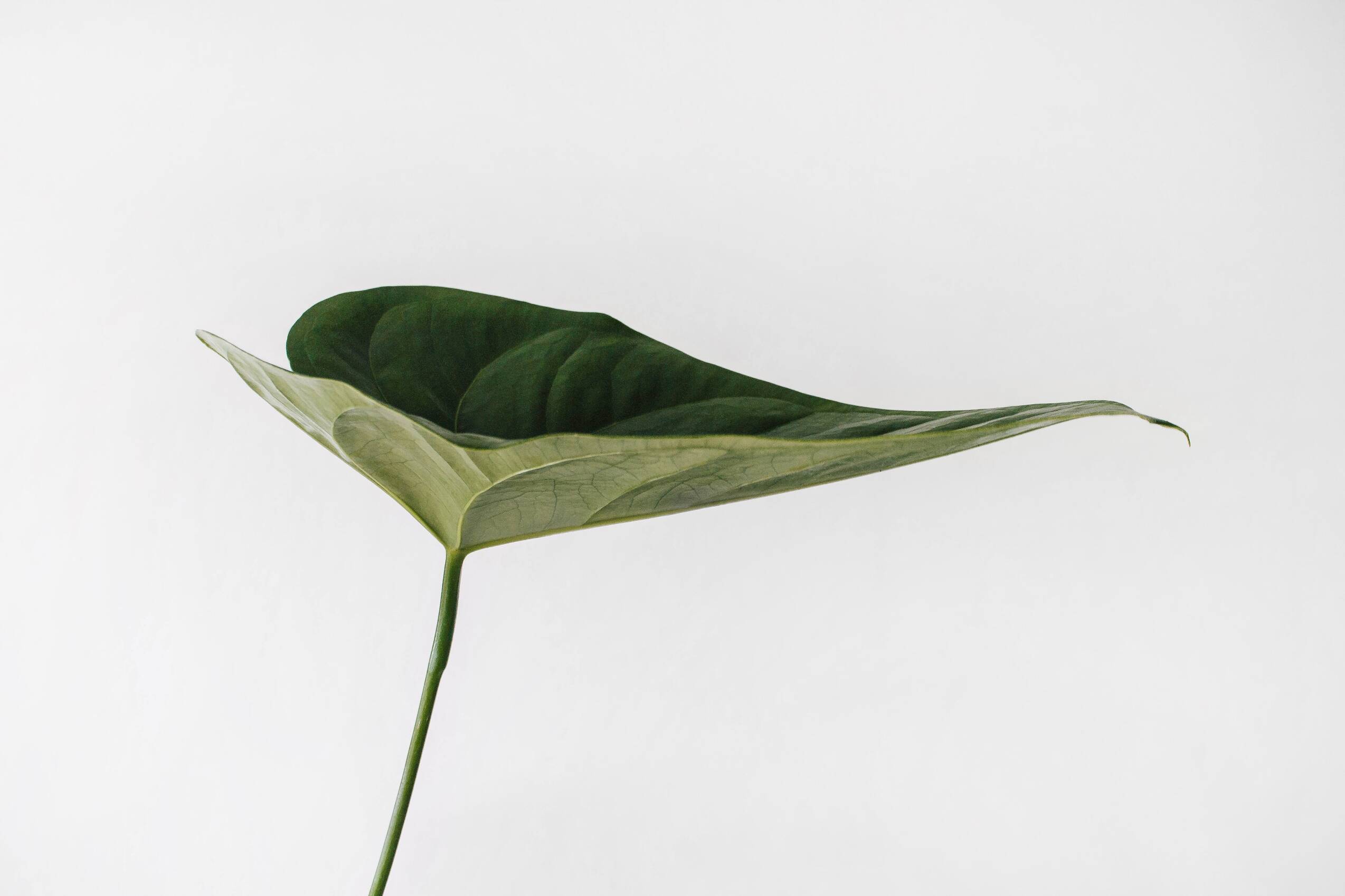 A macro shot of a leaf.